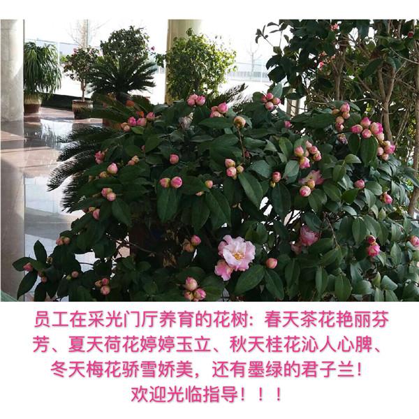 員工在采光門廳養(yǎng)育的花樹